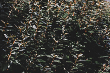 Selective focus dark green leaves of Elaeagnus ebbingei in garden, Thorny olive, Spiny oleaster and Silverthorn is a species of flowering plant in the family Elaeagnaceae, Nature greenery background.