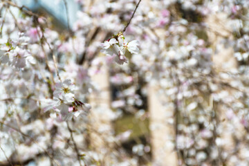 京都　頂法寺　六角堂　美しい枝垂れ桜（しだれ桜）　日本京都府京都市　Beautiful weeping cherry blossoms at Chohoji Temple, Rokkakudo, Kyoto, Kyoto City, Japan