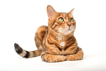 Bengal cat isolated on white for advertising.