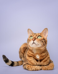 Bengal cat on the background of a colored wall for advertising.