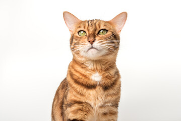Obraz premium Contented bengal cat isolated on white.