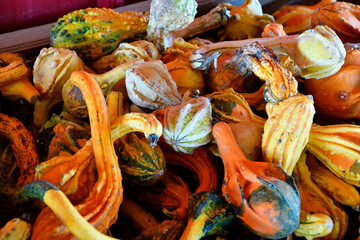 Colorful gourds sold at pumpkin farm
