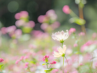 Obraz premium 秋の公園や花壇を彩るコスモスのある風景。背景。自然風景素材。