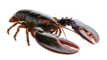 Collection of PNG. Canadian whole raw lobster, isolated on a transparency background.