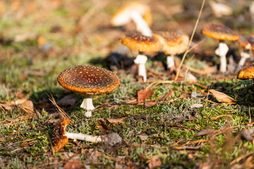 Inedible, poisonous mushroom in the forest in autumn.