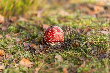 Inedible, poisonous mushroom in the forest in autumn.