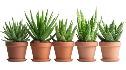 Obraz premium A row of five potted plants with green leaves and white spots. transparent background png