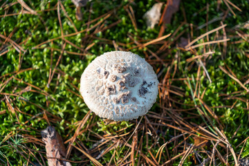Inedible, poisonous mushroom in the forest in autumn.