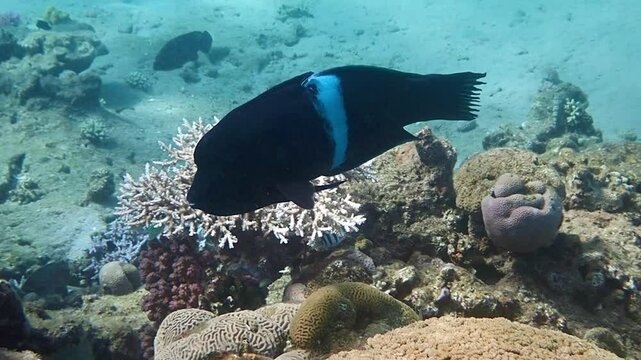 Juvenile form of marine fish named as Clown coris (Coris aygula), belongs to the family Labridae, It inhabits the shallow waters near coral reef of the Red Sea, widely distributes in the Red Sea