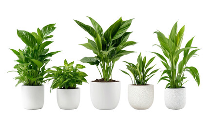Fototapeta premium A row of potted plants with different sizes and shapes. transparent background png
