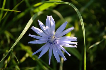 Fiori di campo - Macro - Toscana
