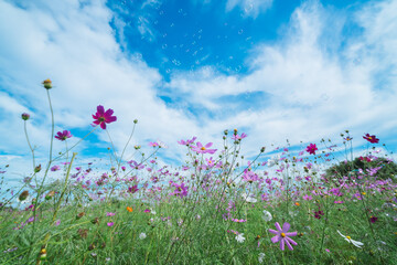 埼玉の秋のコスモス畑に咲く美しいコスモスとシャボン玉