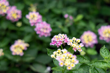 Obraz premium Close-up of lantana blooming in the garden, photographed at the Greenhouse Garden in Shanghai, China