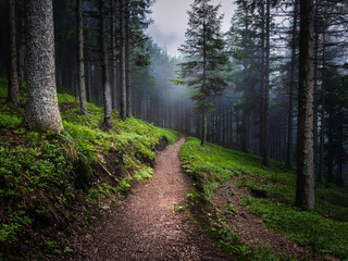 Obraz premium Hiking trail in the forest