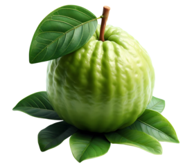 Guava fruits png organic guava png green fruits png fresh guava png guave png green guava png transparent background picture