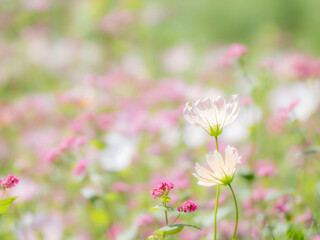 秋の公園や花壇を彩るコスモスのある風景。背景。自然風景素材。