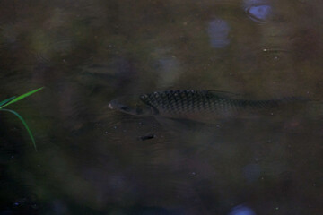 fish in stream