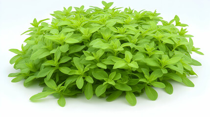 Obraz premium Fresh Green Leaves On White Background, foliage, plant, nature, isolated, texture
