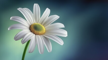 Fototapeta premium Delicate Daisy Blossom with White Petals in Full Bloom