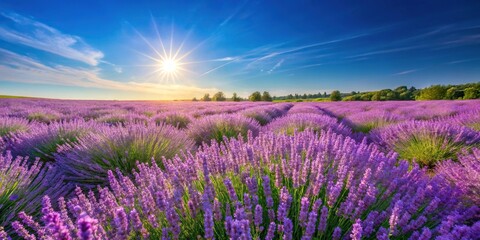Obraz premium A beautiful lavender field with wildflowers and a clear blue sky on a sunny day, floral arrangement, flowers