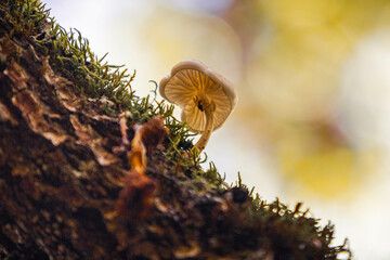 Macro en las Setas 