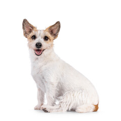 Obraz premium Smiling Jack Russel dog, sitting up side ways. Looking towards camera. Mouth open, tongue out. Isolated on a white background.