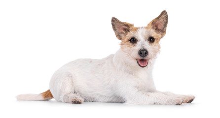 Obraz premium Smiling Jack Russel dog, laying down side ways. Looking towards camera. Mouth open, tongue out.Isolated on a white background.