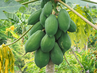 Fresh papaya on the tree in the orchard, a very useful fruit.  