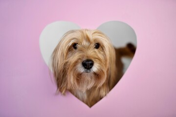 Hund herz