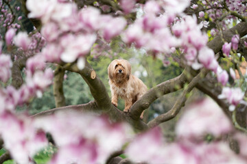 Hundeportrait