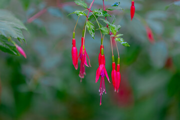 Selective focus of Fuchsia magellanica, Red pink flower in the garden, Hummingbird or hardy fuchsia is a species of flowering plant in the family Evening Primrose family, Nature floral background.