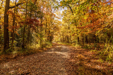 Fototapeta premium Autumn Leaves In New Jersey