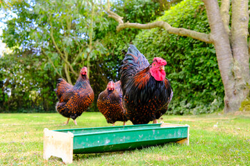 Trio of healthy, free range chickens seen feeding at their grain trough in a typical back garden in the UK. The breed, Wyandotte can be seen in their feathers and plumage. Kept for there tasty eggs. © Nick Beer