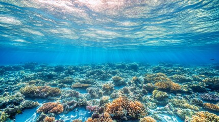 Underwater Scene Showing a School of Salmon Swimming Gracefully in Clear Blue Ocean Waters