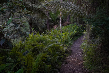 Obraz premium landscape shot of flora and fauna in forest