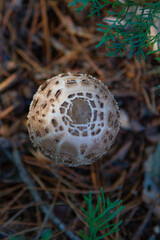Parasol mushroom (Macrolepiota procera) in Natural Habitat
