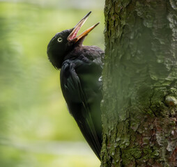 Rufender Schwarzspecht am Baum