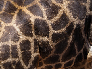 Close-up giraffe skin texture for animal background.   