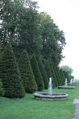 Fototapeta premium Coniferous tree in park is triangular. beautiful landscaping in park area for walks and recreation of thuja on background of fountain. landscape design, gardener. public place. Peterhof, St