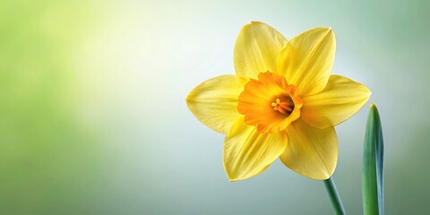 Fototapeta premium A close-up of a single daffodil with trumpet-shaped bloom and green stem, spring flowers, nature art, botanical illustration, close-up photography