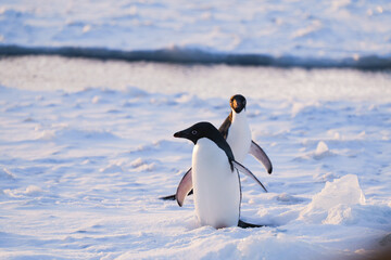Adelie penguins walking. Antarctica. South Pole