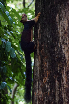 Indian Giant Squirrel Climbing a Tree in the Lush Forests of Athirappilly, Kerala
