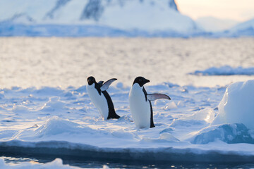 Adelie penguins walking. Antarctica. South Pole
