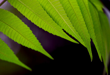 Fragment of a branch with green leaves