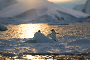 Fototapeta premium Adelie penguins walking. Antarctica. South Pole