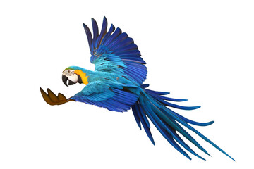 Colorful flying Blue and Gold Macaw parrot isolated on transparent background png file