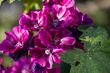 Gros plan de fleurs de rose trémière Malva sylvestris au soleil - Tige érigée et rameuse de grandes mauves aux fleurs rose mauve ou pourpre veinées de violet foncé dans un feuillage vert foncé.