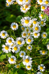 Fond de fleur de camomille avec du soleil poussant dans une pairie. Fleurs de camomille sauvage (Matricaria chamomilla)