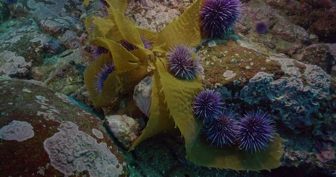 S purpuratus sea urchins feeding on lose kelp blade.