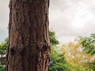 Obraz premium Close-up of pine tree texture in the forest for a natural background. 